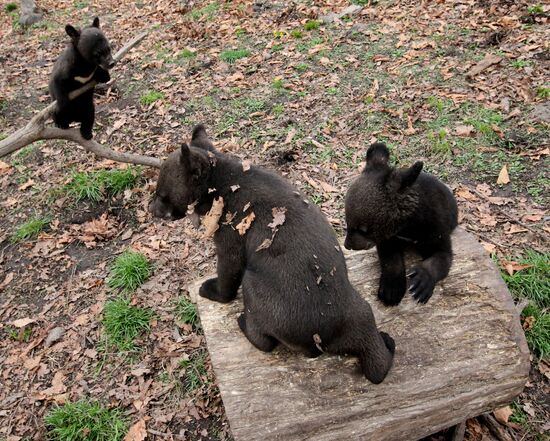 Himalayan bear cubs at Primorye Safari Park