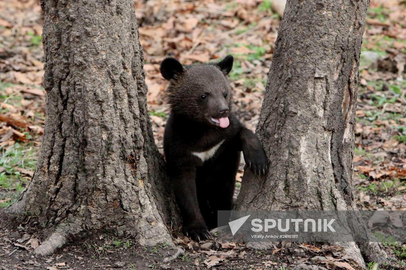 Himalayan bear cubs at Primorye Safari Park