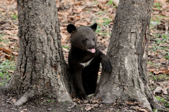 Himalayan bear cubs at Primorye Safari Park