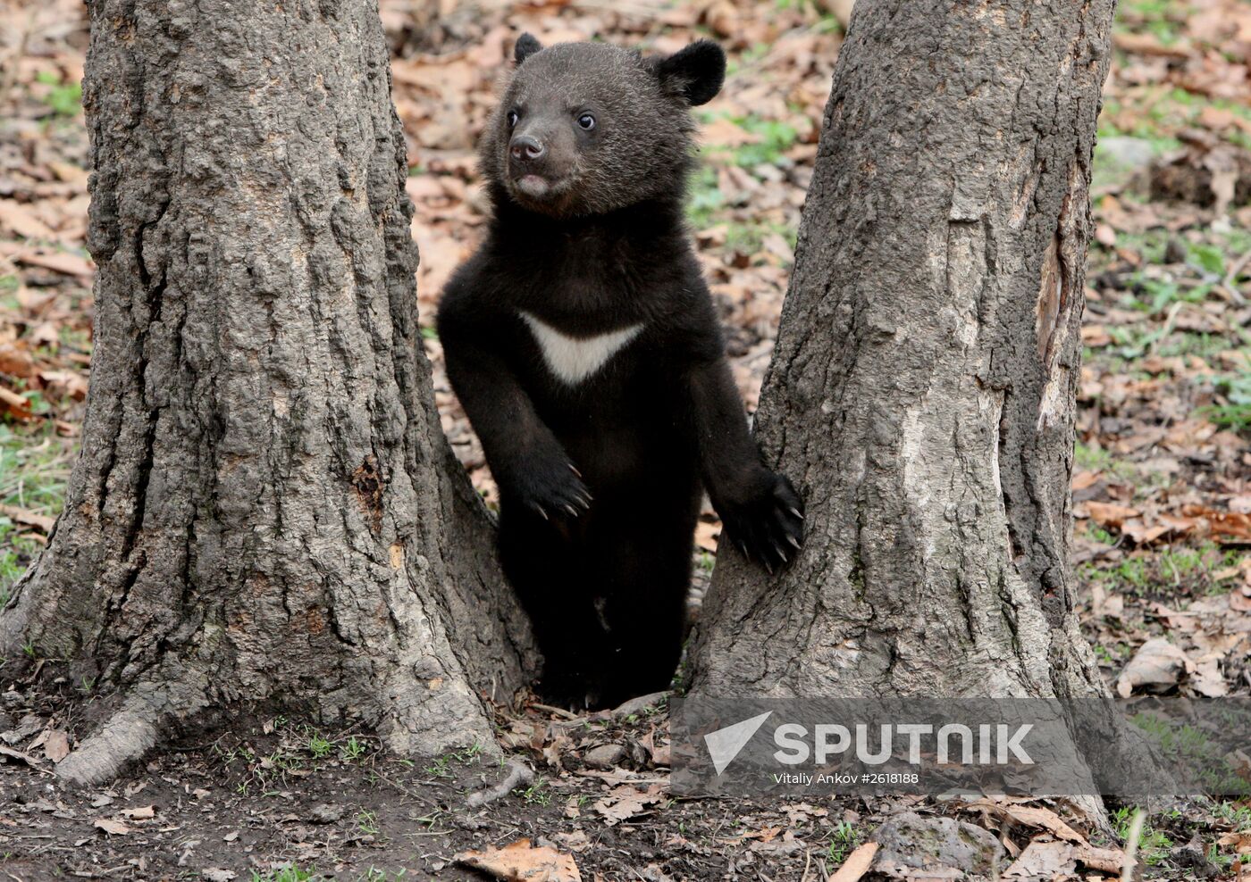 Himalayan bear cubs at Primorye Safari Park