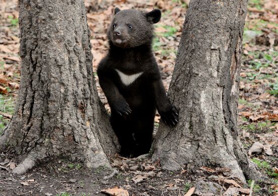 Himalayan bear cubs at Primorye Safari Park