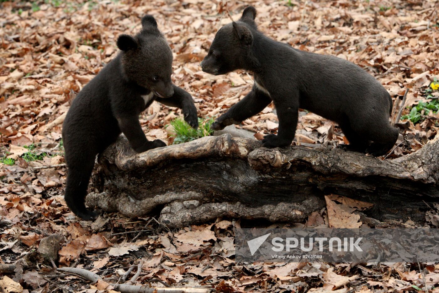 Himalayan bear cubs at Primorye Safari Park