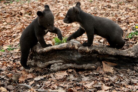 Himalayan bear cubs at Primorye Safari Park