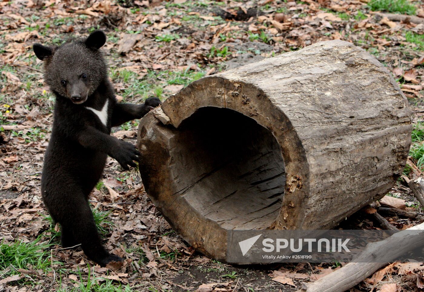 Himalayan bear cubs at Primorye Safari Park