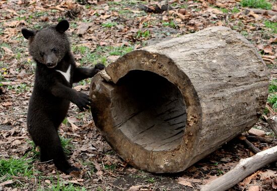 Himalayan bear cubs at Primorye Safari Park