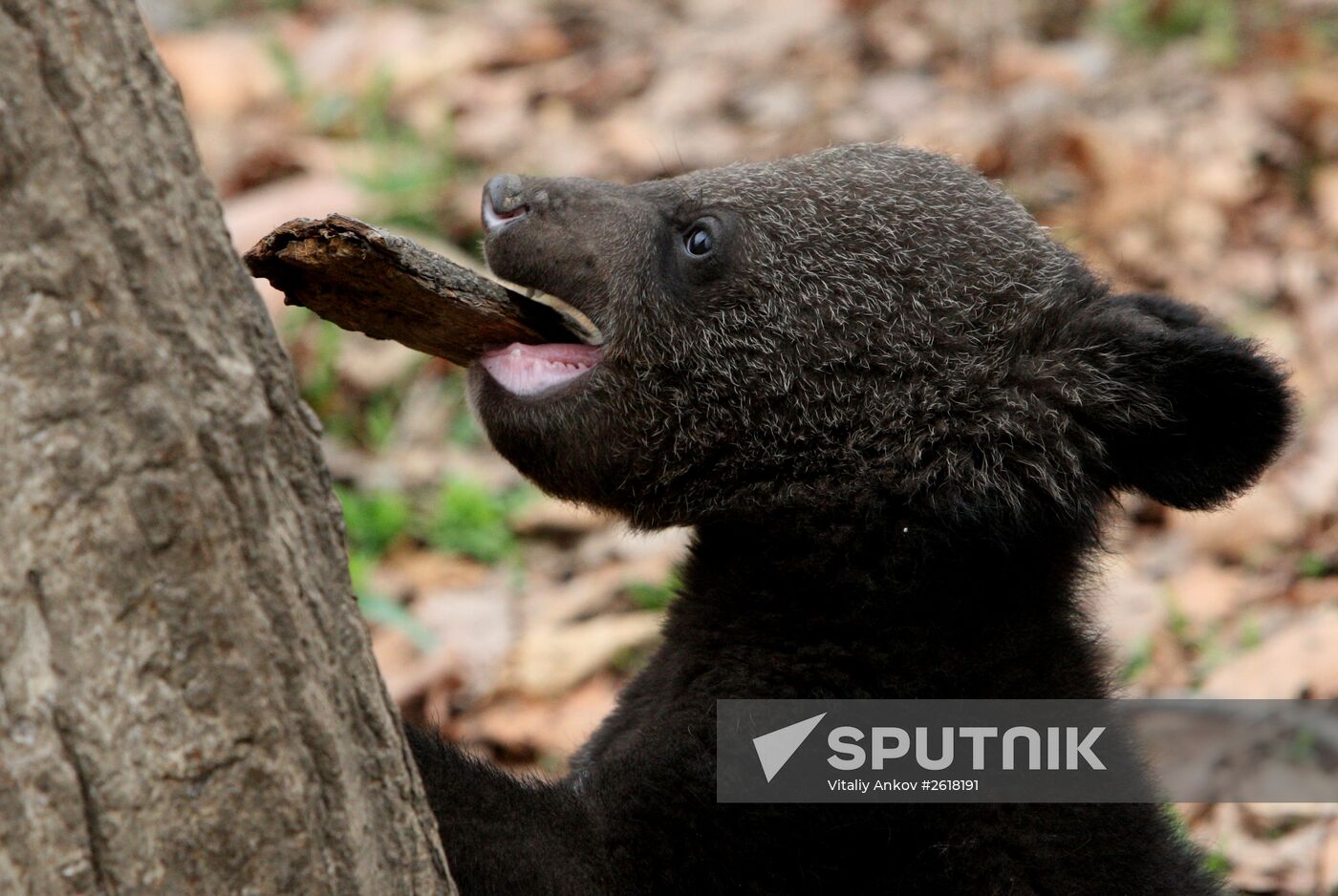 Himalayan bear cubs at Primorye Safari Park