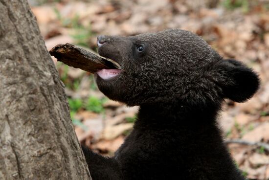 Himalayan bear cubs at Primorye Safari Park