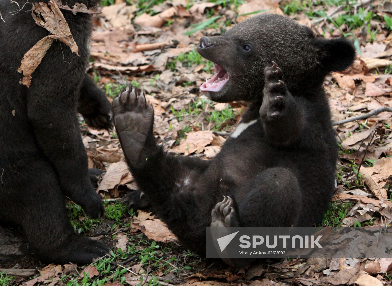 Himalayan bear cubs at Primorye Safari Park