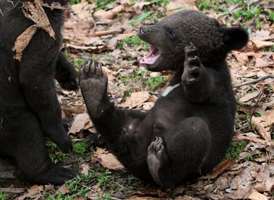 Himalayan bear cubs at Primorye Safari Park