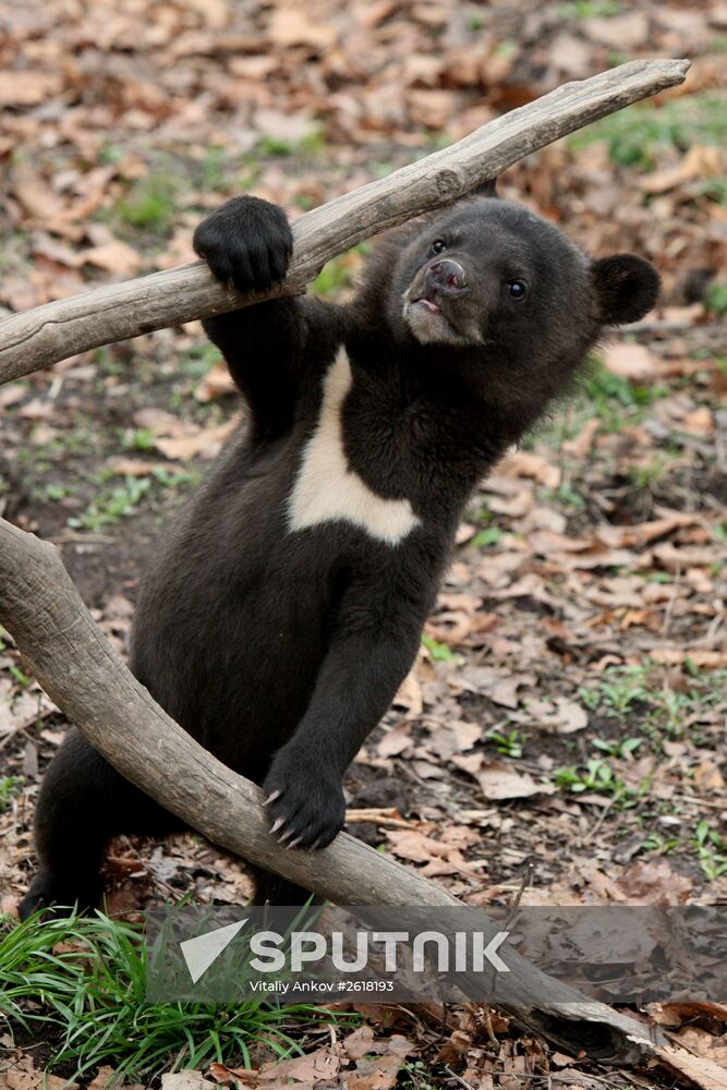 Himalayan bear cubs at Primorye Safari Park