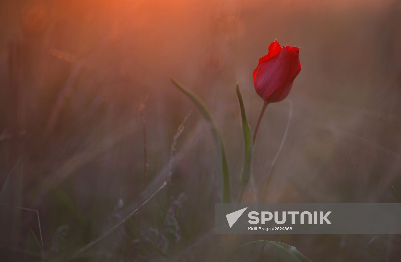 Red Book-listed tulips in Volgograd Region