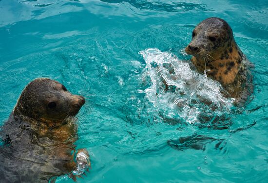 Pinniped rehabilitation center in Leningrad Region