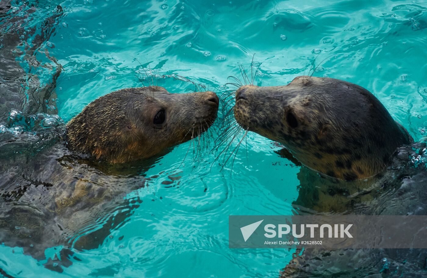 Pinniped rehabilitation center in Leningrad Region