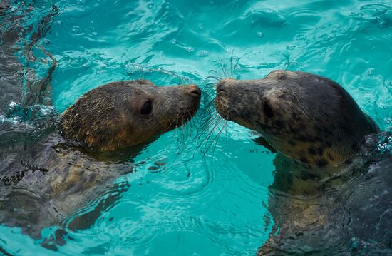 Pinniped rehabilitation center in Leningrad Region