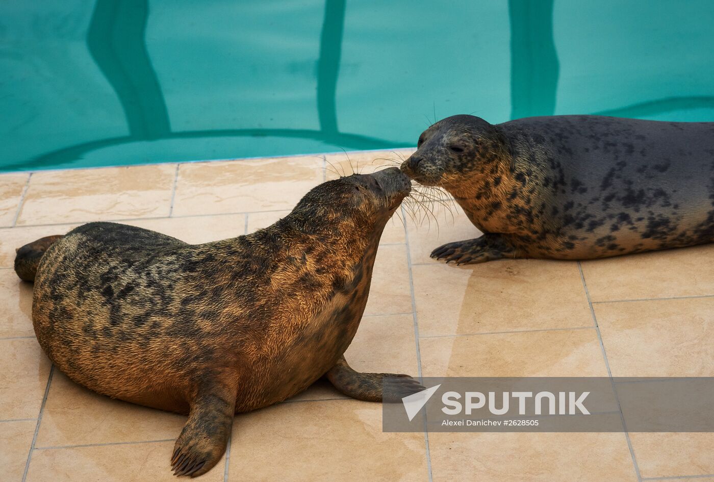 Pinniped rehabilitation center in Leningrad Region