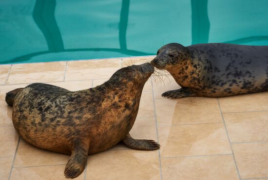 Pinniped rehabilitation center in Leningrad Region