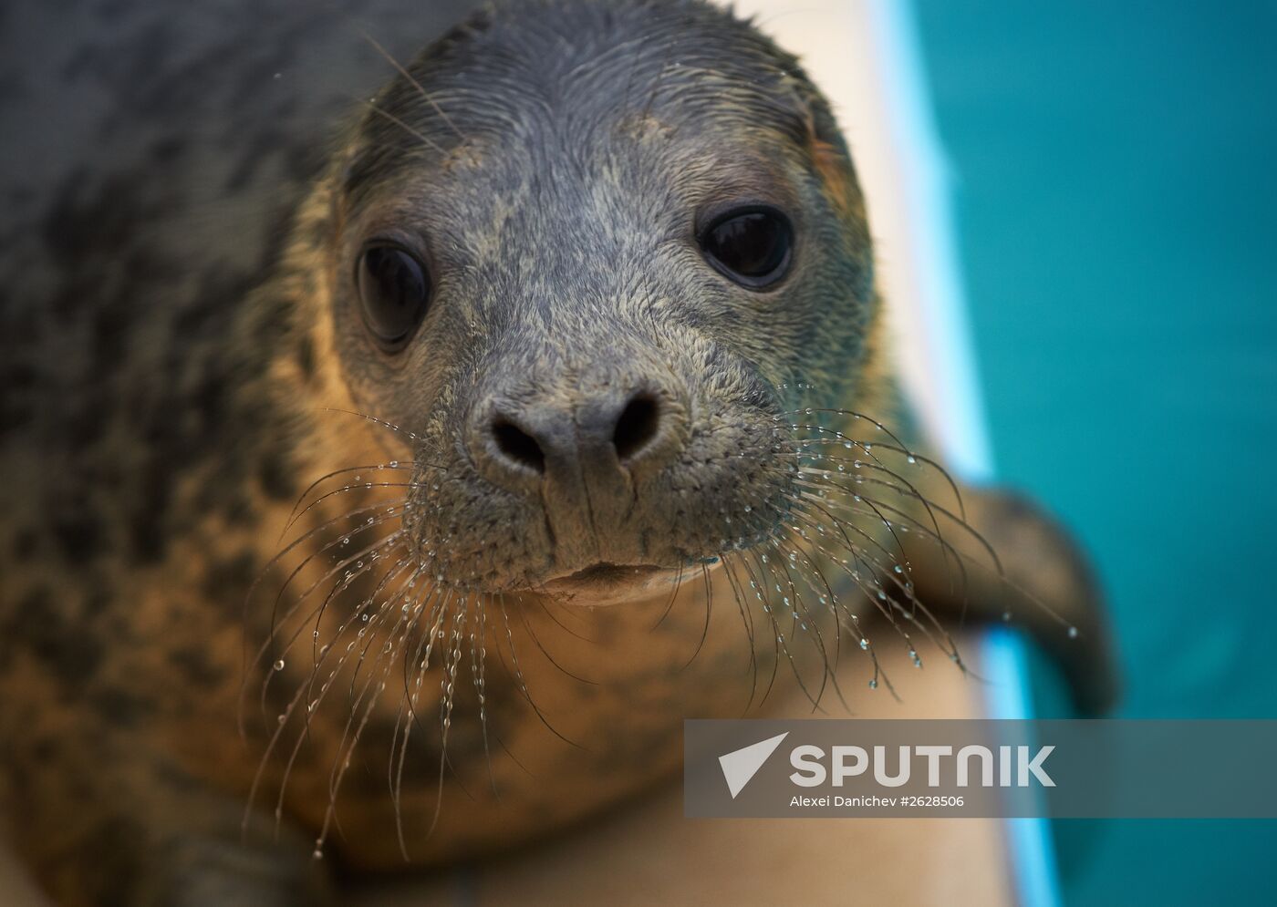 Pinniped rehabilitation center in Leningrad Region
