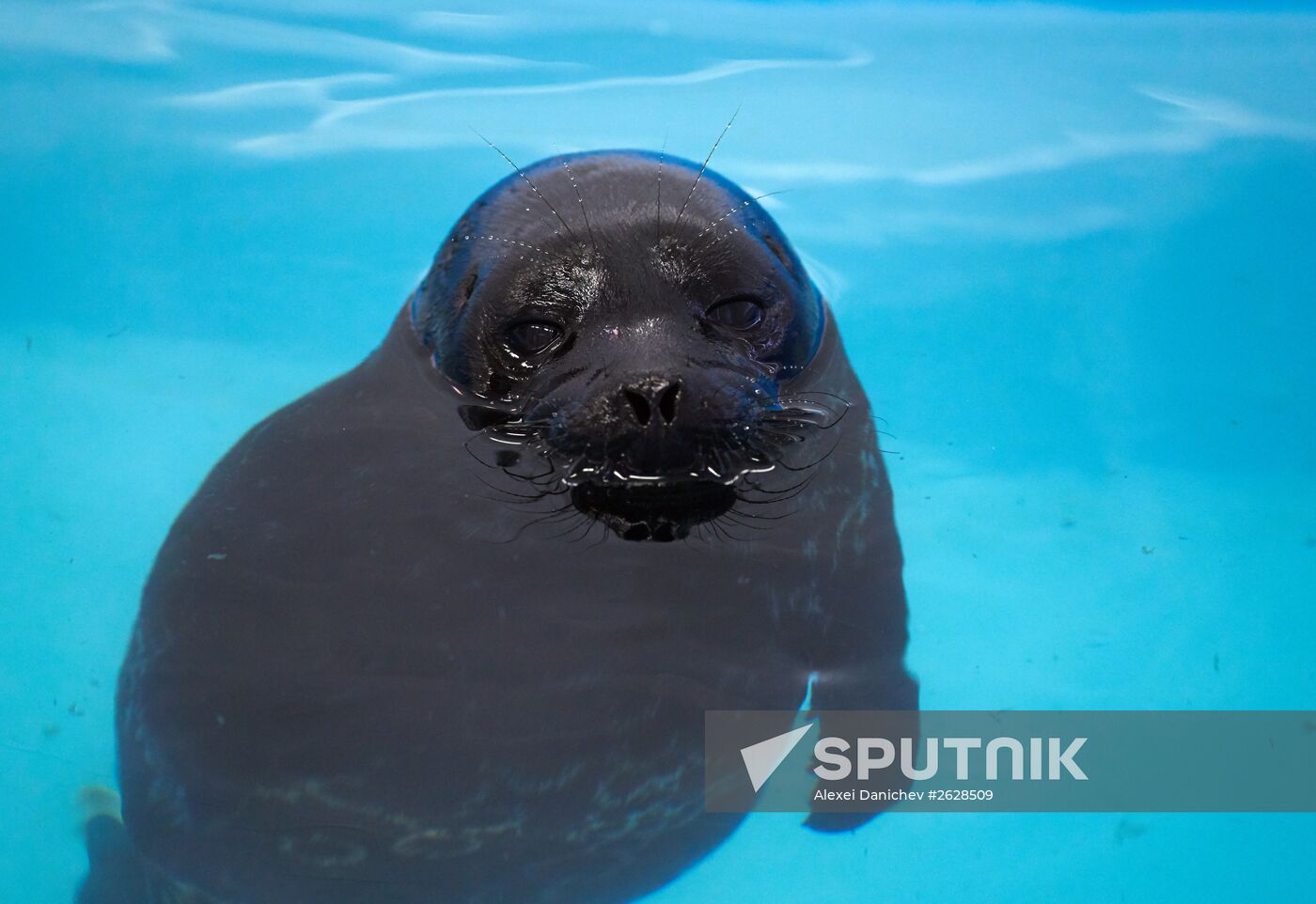 Pinniped rehabilitation center in Leningrad Region