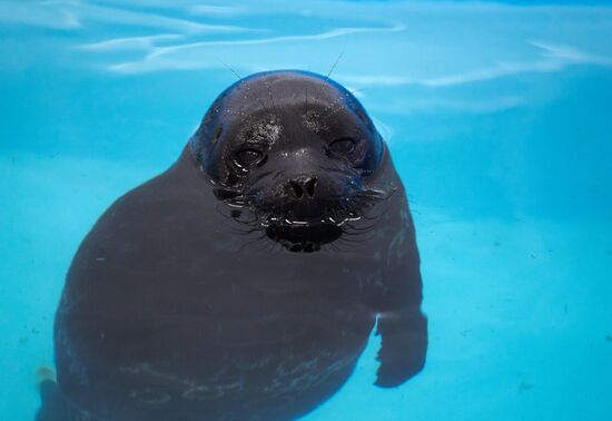 Pinniped rehabilitation center in Leningrad Region