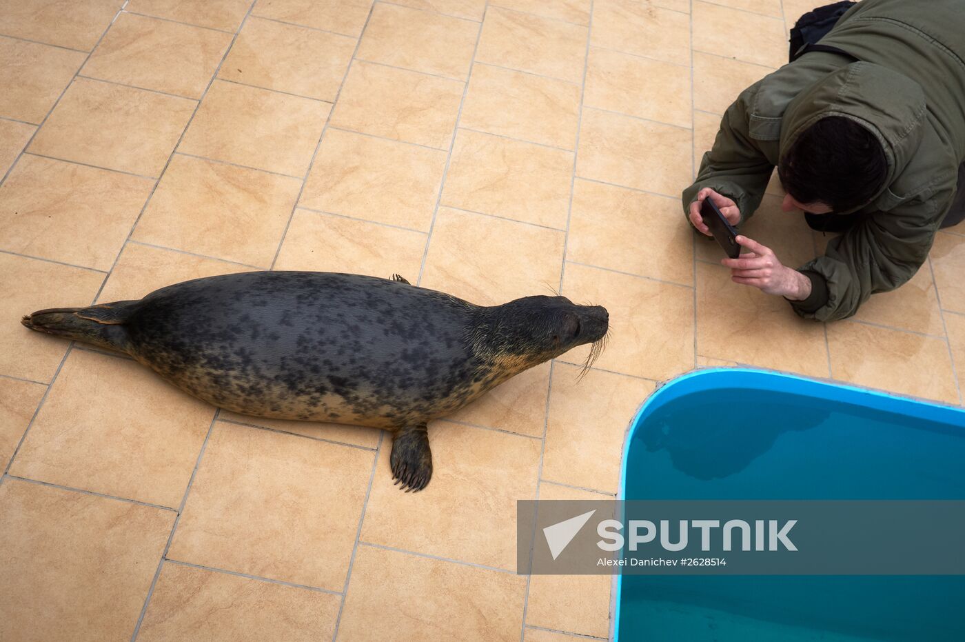 Pinniped rehabilitation center in Leningrad Region