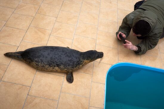 Pinniped rehabilitation center in Leningrad Region