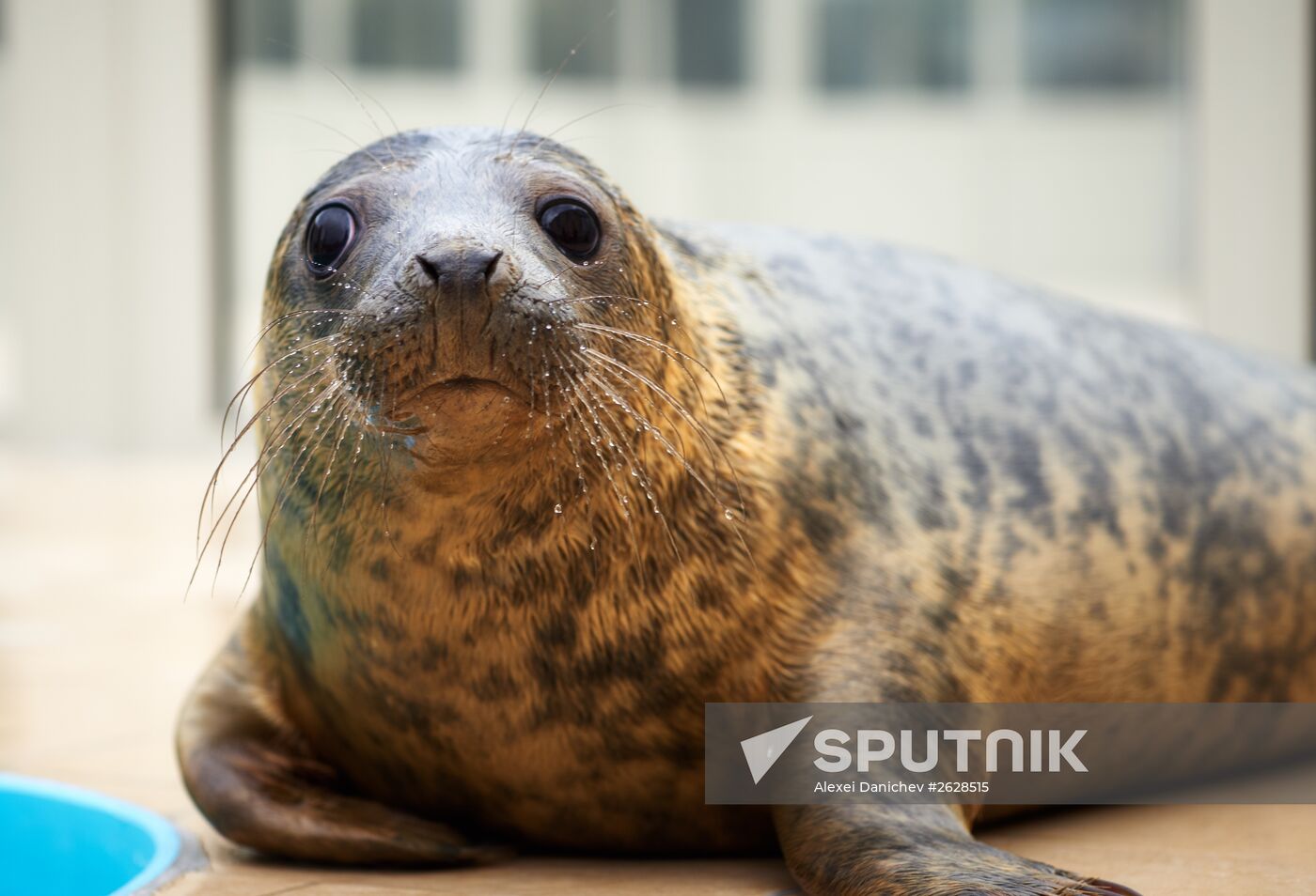 Pinniped rehabilitation center in Leningrad Region