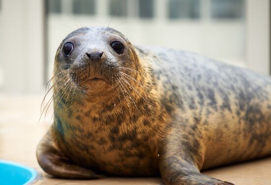 Pinniped rehabilitation center in Leningrad Region