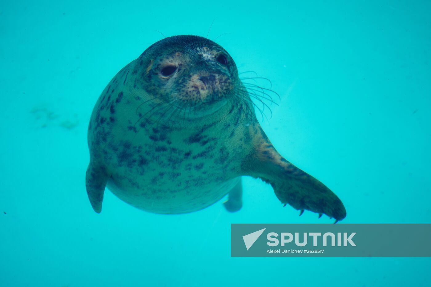 Pinniped rehabilitation center in Leningrad Region