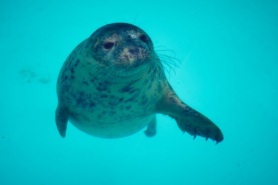 Pinniped rehabilitation center in Leningrad Region