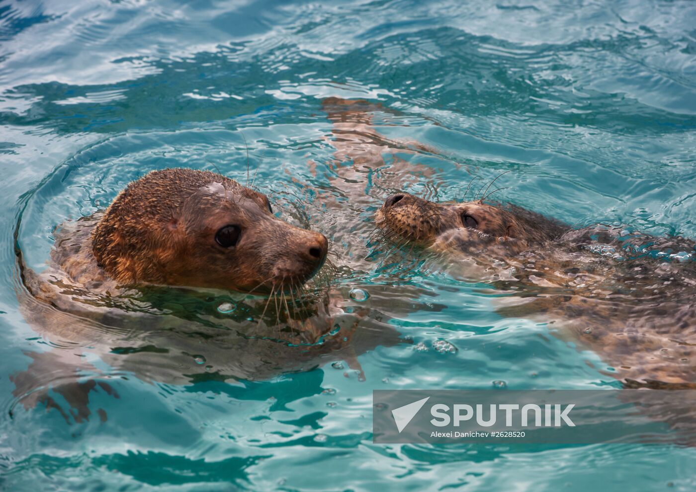 Pinniped rehabilitation center in Leningrad Region