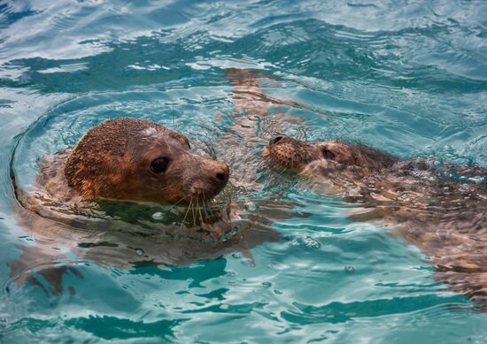 Pinniped rehabilitation center in Leningrad Region