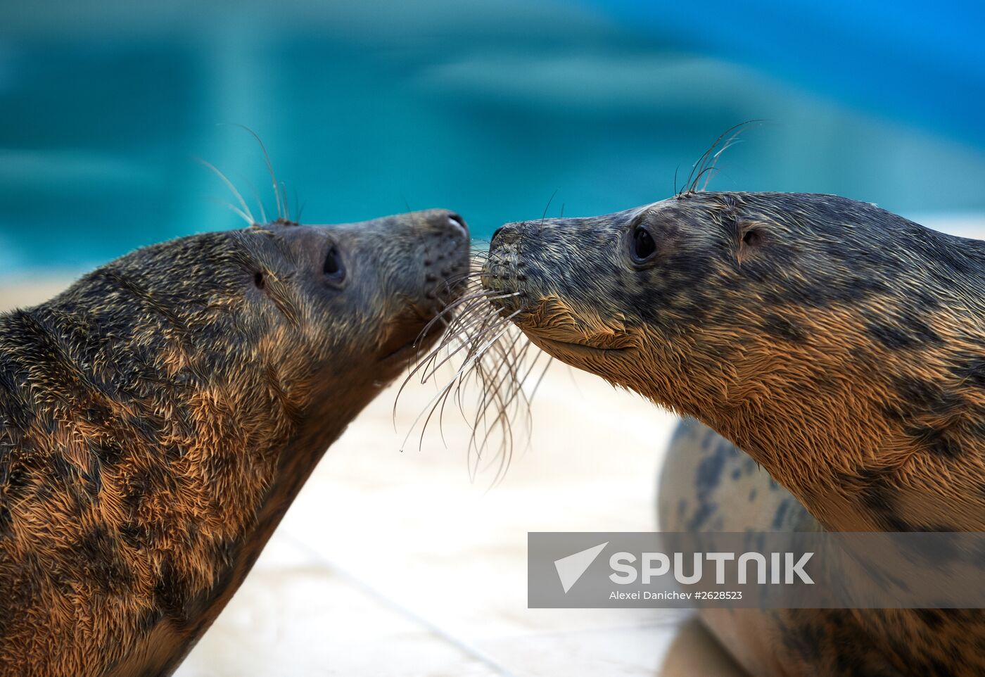 Pinniped rehabilitation center in Leningrad Region