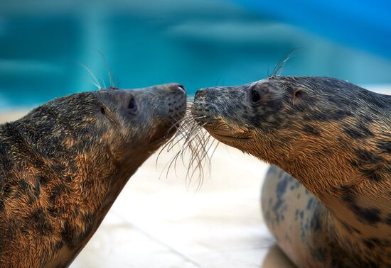 Pinniped rehabilitation center in Leningrad Region