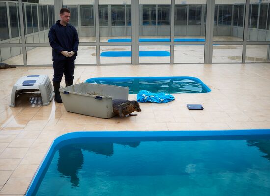 Pinniped rehabilitation center in Leningrad Region