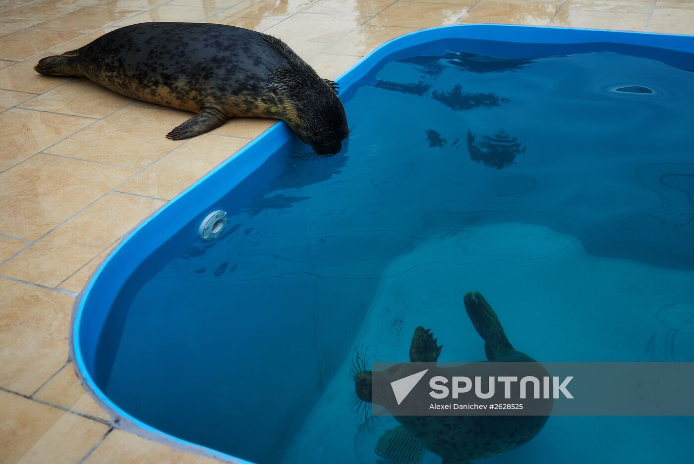 Pinniped rehabilitation center in Leningrad Region