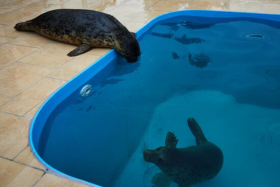 Pinniped rehabilitation center in Leningrad Region