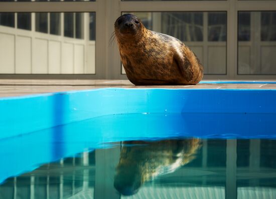 Pinniped rehabilitation center in Leningrad Region
