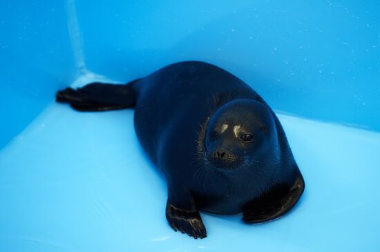 Pinniped rehabilitation center in Leningrad Region