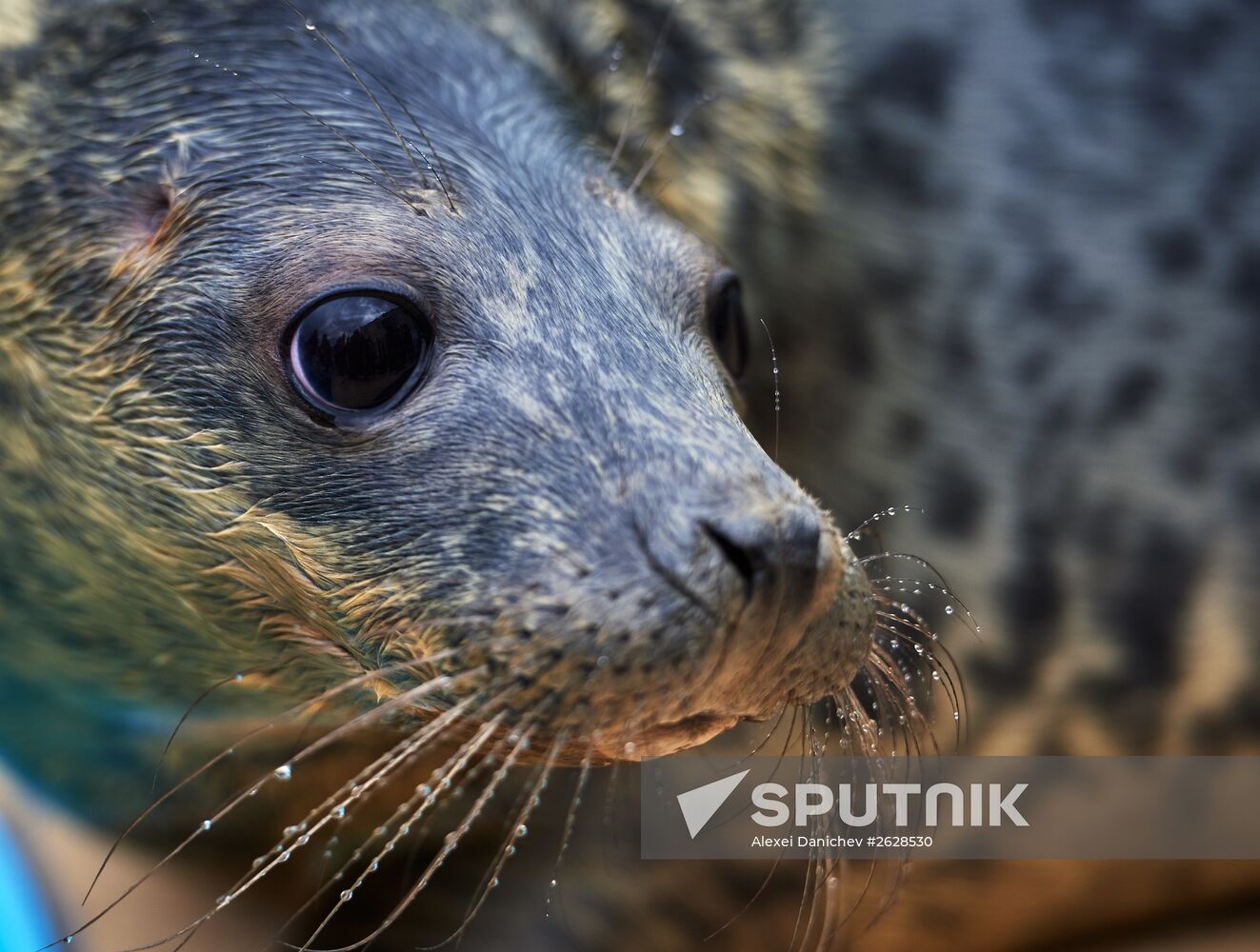 Pinniped rehabilitation center in Leningrad Region