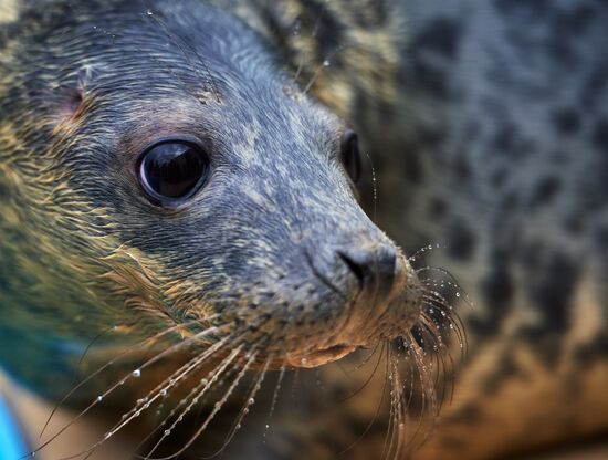 Pinniped rehabilitation center in Leningrad Region