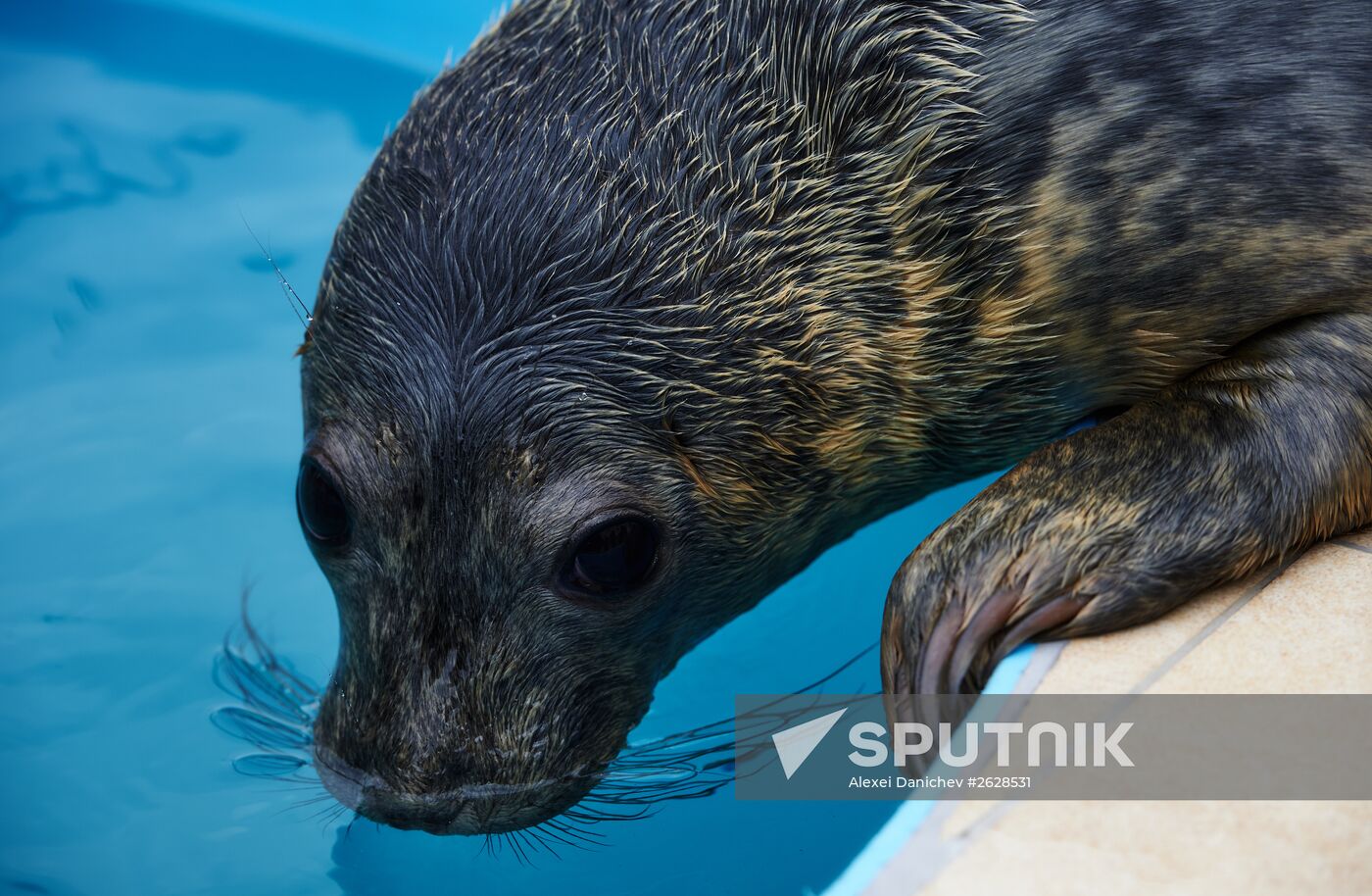 Pinniped rehabilitation center in Leningrad Region