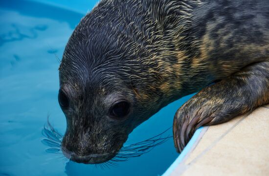 Pinniped rehabilitation center in Leningrad Region