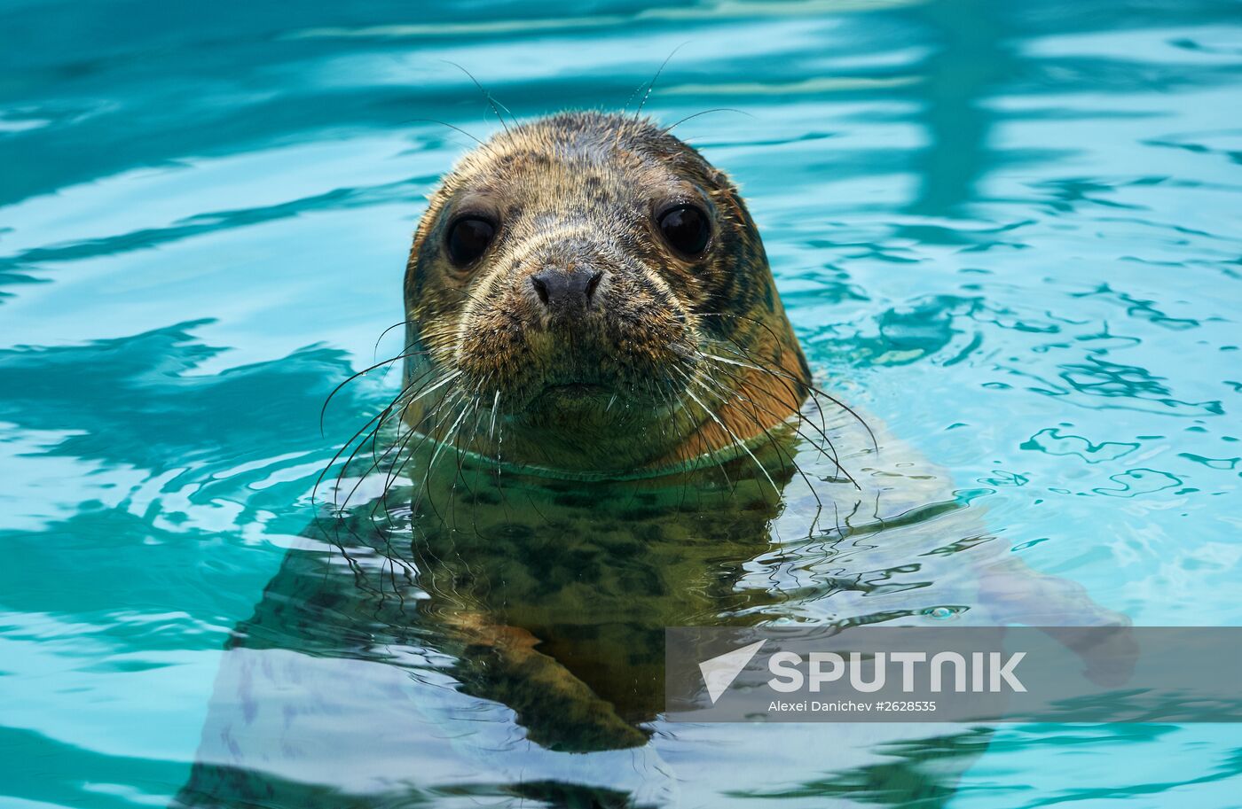 Pinniped rehabilitation center in Leningrad Region