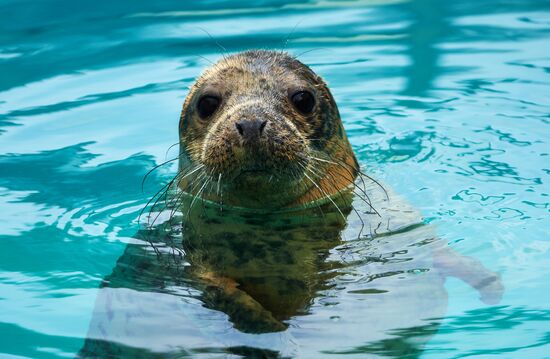 Pinniped rehabilitation center in Leningrad Region