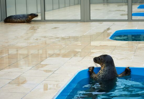Pinniped rehabilitation center in Leningrad Region