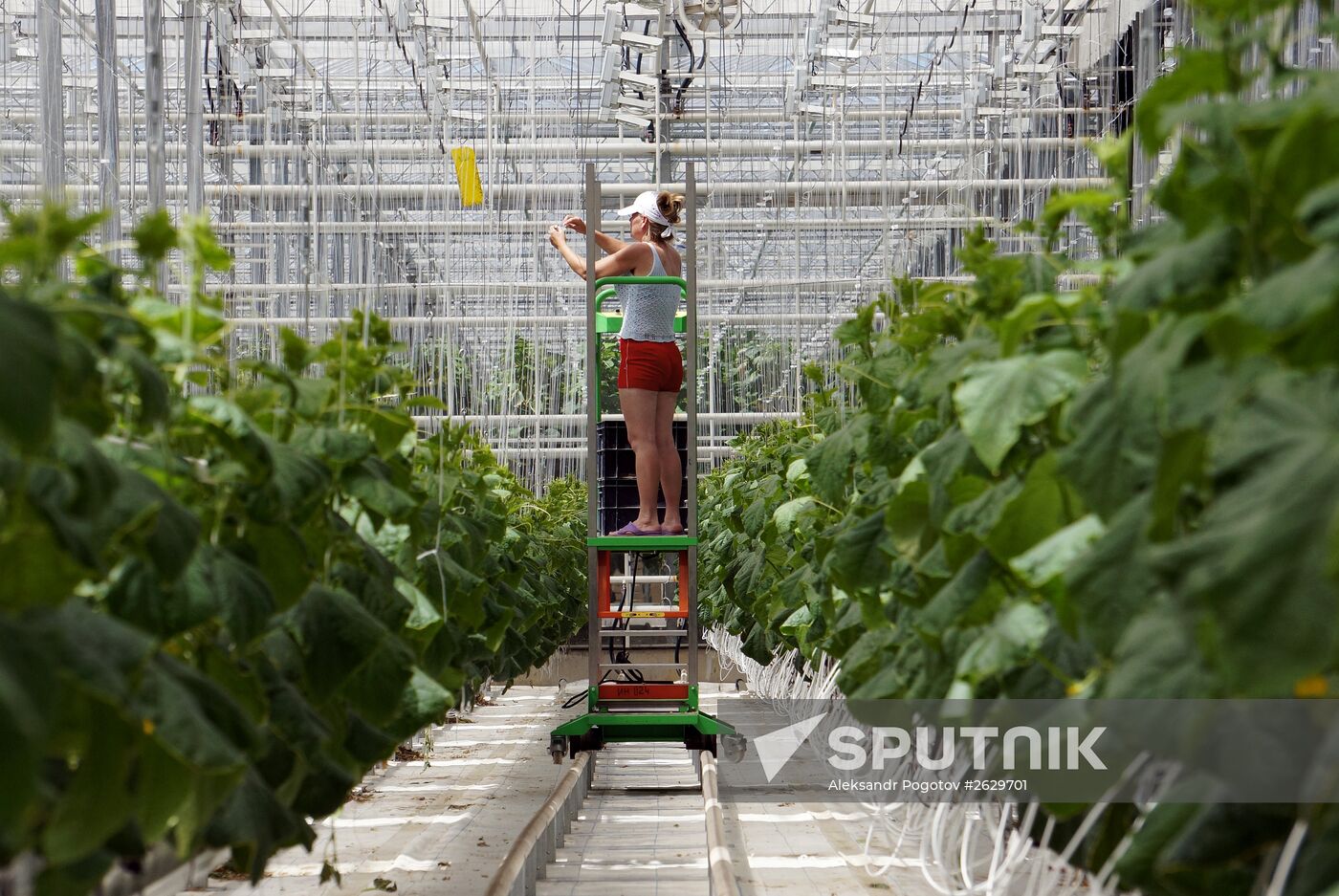Greenhouse farm in Rostov region