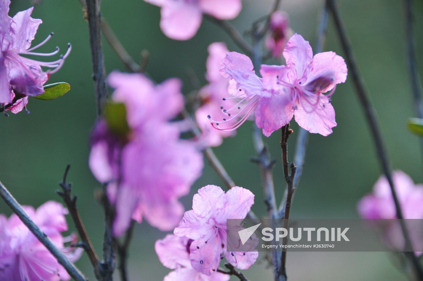 Rhododendron dauricum in bloom