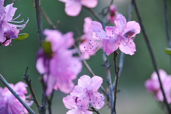 Rhododendron dauricum in bloom