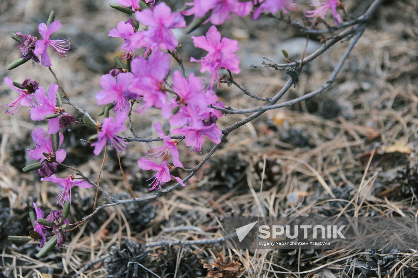 Rhododendron dauricum in bloom