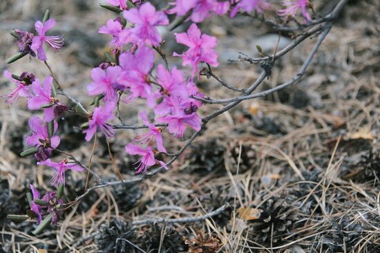Rhododendron dauricum in bloom